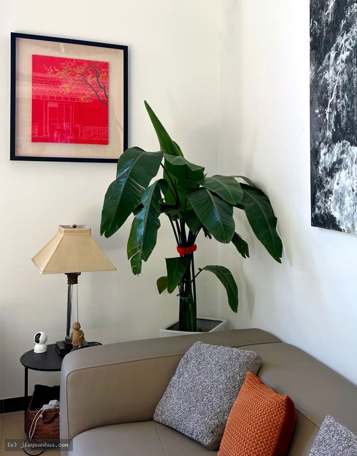 Artist JiaYuanhua, Artist Yuanhua Jia, JiaYuanhua artworks, China contemporary art, original artworks, original paintings, oil paintings, acrylic paintings, pandas artworks, pandas paintings